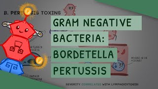 Gram Negative Bacteria Bordetella Pertussis [upl. by Ahsele41]