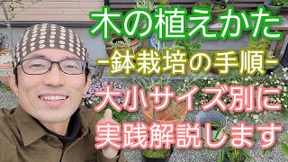 【木の植えかた】鉢栽培で元気に育てるためのポイントと手順を実践解説2023年4月🌳👍 [upl. by Nylcsoj365]