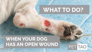 How to cure treat dog wounds injury at home  effective home remedies for dog wounds injury [upl. by Ellemaj]