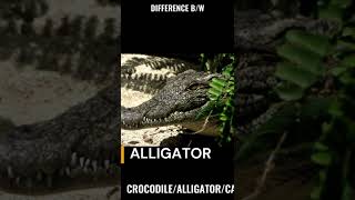 what are the differences between Crocodile Alligator Caiman and Gharial  HINDI  SKP SHORTS [upl. by Llednar]