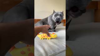 I take toys from the dog 🧸😈 american bully vs bulldog americanbully animalshorts funny [upl. by Ardenia53]