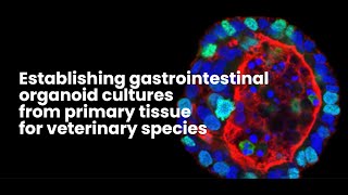 Lab Tutorial Cultivating Gastrointestinal Organoids [upl. by Kelula]