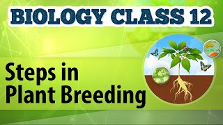 Steps in Plant Breeding  Enhancement in Food Production  Biology Class 12 [upl. by Rothwell]