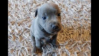 Staffordshire Bull Terrier With Puppies 2019 Staffy [upl. by Irim]