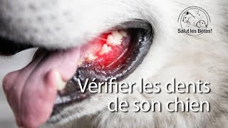 Bêtes comme tout  vérifier les dents de son chien [upl. by Maggs599]