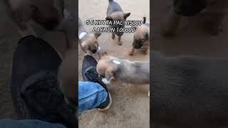 Mummy boli video banakar kutteviral video cute pappy pappy pappy dog [upl. by Kcirret601]