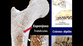 Histología de hueso [upl. by Dekeles]