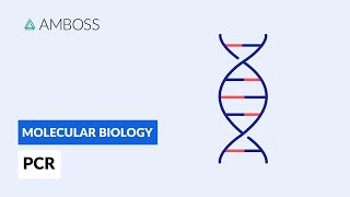 Polymerase Chain Reaction PCR DNA Amplification [upl. by Amelia]