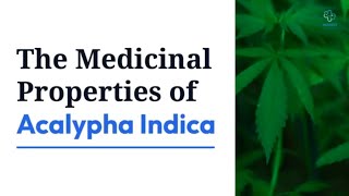 Discover the Amazing Benefits of Acalypha Indica  Natures Healing Herb [upl. by Granthem]