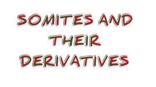 SOMITES AND THEIR DERIVATIVES [upl. by Charles]