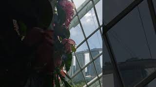 Marina Bay Sands View Framed by Medinilla Magnifica and Ferns Cloud Forest Singapore March 2024 [upl. by Nommad]