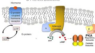 How Hormones Use Gprotein Signaling Pathways A Video Review of the Basics [upl. by Casey]