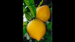 Canistel Fruit amp its health Benefits [upl. by Aerdnuahs]