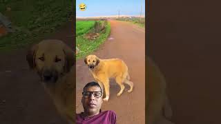 amarfamily comedy funny dog doglover animals amarfamily [upl. by Wellington]