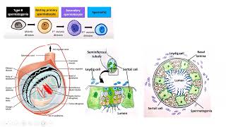 spermatogénèse  cours de soutien première année médecine partie 1 [upl. by Madelyn275]