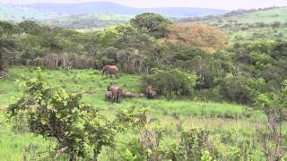 Elephants Thundering Hluhluwe Umfolozi Game Reserve [upl. by Carmelita]