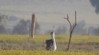 Great Indian Bustard Ardeotis nigriceps [upl. by Odessa193]