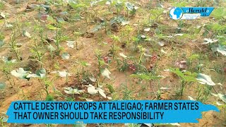 Cattle destroy crops at Taleigao Farmer states that owner should take responsibility [upl. by Aramaj]