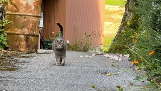 網戸を開けて飛び出して 路地で寛ぎ ひとり散歩して戻って来て 玄関先で呼ばれても またお向かいに行きたい猫…【さっちゃんとおばあちゃんの散歩・688日目】②・・・ [upl. by Kata]