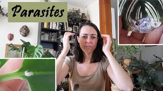 Comment Eliminer Naturellement les Parasites des Plantes Vertes [upl. by Shena797]