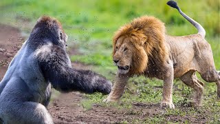 Craziest Animal Fights Of ALL TIME [upl. by Ahsuat856]