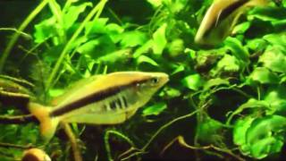 Chilatherina alleni Siriwo  Regenbogenfisch rainbowfish [upl. by Tat458]