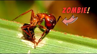 How this Dangerous Fungus is making Ants into Zombies [upl. by Navac]