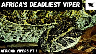 The Deadliest Vipers in Africa [upl. by Anaeda839]