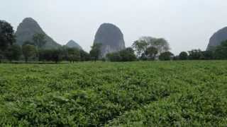 Guilin Tea Research Institute Tea Plantation in Guilin China [upl. by Corneille]