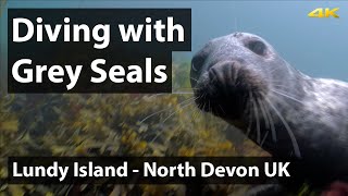 Scuba Diving with Grey Seals at Lundy Island Devon 4K [upl. by Askwith]