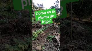 Cómo es la planta de frijol Cómo es un árbol de frijol [upl. by Stilla467]