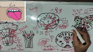 BRAIN STEM PART III CLINICAL FEATURES OF MEDULLA MEDIAL MEDULLARY SYNDROME [upl. by Eireva]