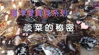 〈海洋愛寶貝系列〉 淡菜的秘密貽貝的生物學 [upl. by Tniassuot]