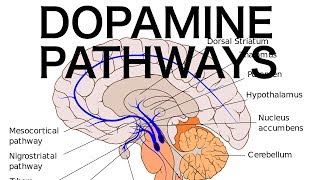 Dopamine Pathways Antipsychotics and EPS [upl. by Erena]