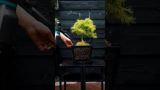 Golden Larch bonsai getting a shower 💦 shorts [upl. by Annamarie]