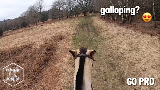 meeting deer amp ride out with me 🦌 GO PRO  equinemollie [upl. by Pedrotti]