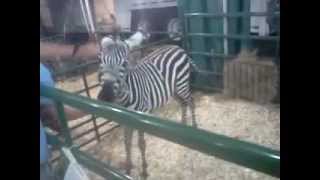 Petting Zoo  The Great New York State Fair [upl. by Nedap]