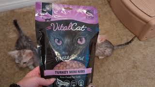 Egyptian Mau Kittens try Vital Cat Vital Essentials Freeze Dried Turkey Raw Cat Food amp review it [upl. by Groh]