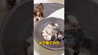 あっと言う間の出来事でした。 1024 チワックス dog チワワ [upl. by Adniram]