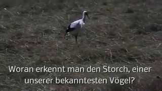 A2B2 Beschreibung Woran erkennt man den Storch [upl. by Cherise]