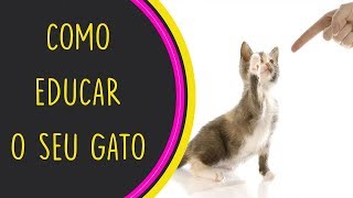 COMO EDUCAR O SEU GATO 3 DICAS [upl. by Ellehcear]