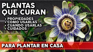 9 Plantas medicinales para tu huerta o jardín  Propiedades y Cómo utilizarlas [upl. by Arihday]