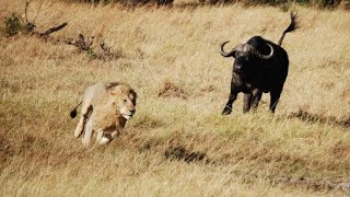 La Fortaleza del Búfalo  Leones vs Búfalos  Documental de Leones [upl. by Regnig160]