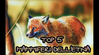 Top 5 MAMMIFERI DELLETNA 2 [upl. by Bride564]