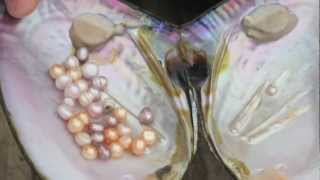 How Honora Freshwater Pearls Are Grown [upl. by Cordula]