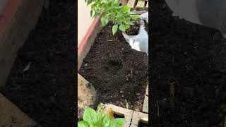 Transform Your Garden Shop Plants with Quality Soil pots howto change shorts [upl. by Lehcear669]