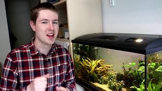 Why Do Aquarium Plants Pearl Tiny air bubbles formed by plants [upl. by Arev293]