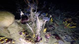 Rare glimpse into Antarctic underwater world [upl. by Sixela]