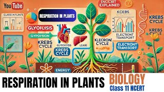 Respiration in Plants  Class 11 Biology Chapter 14  NCERT Explained [upl. by Elac]