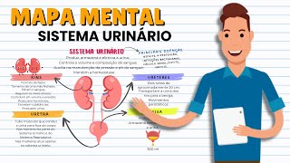 MAPA MENTAL SIMPLIFICADO DO SISTEMA URINÁRIO [upl. by Ahsla]